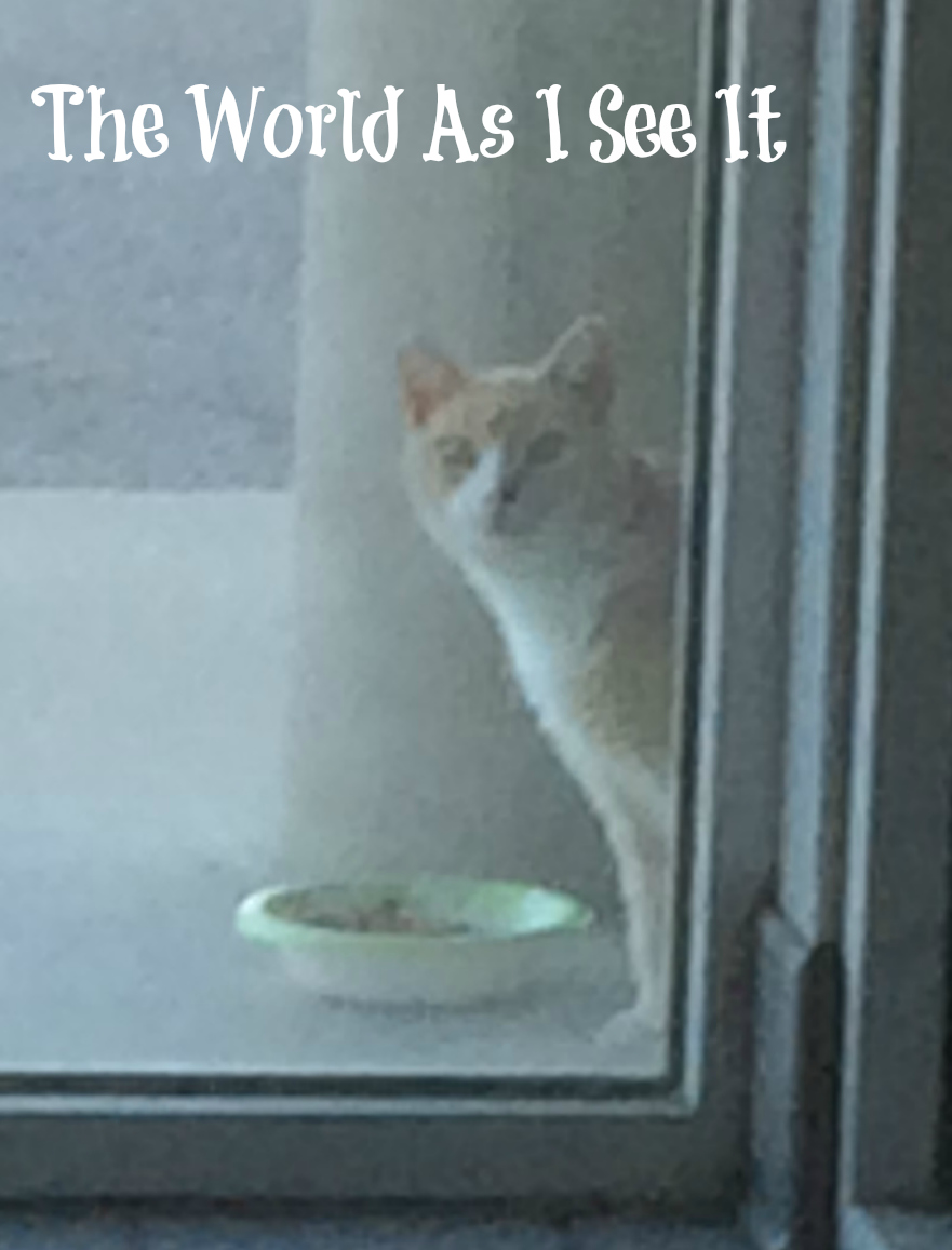 Stray Work Kitty